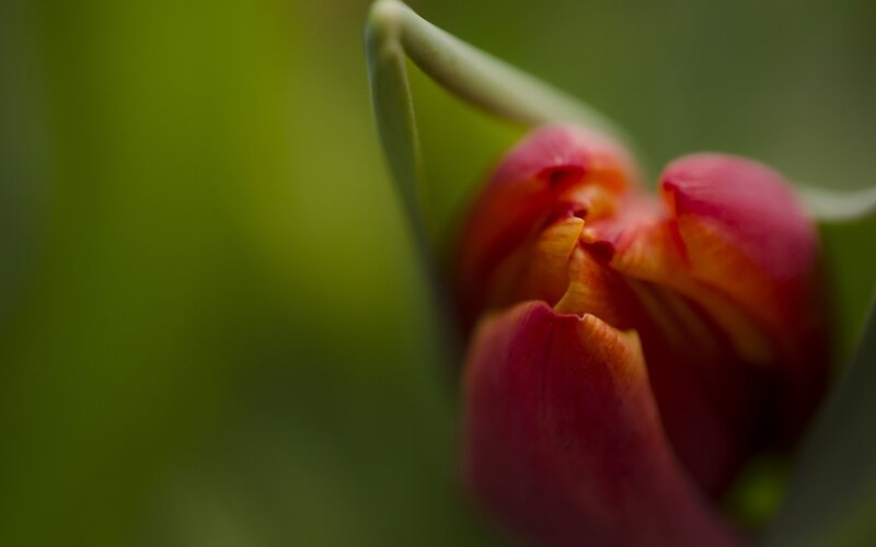 Close-up of a blooming tulip