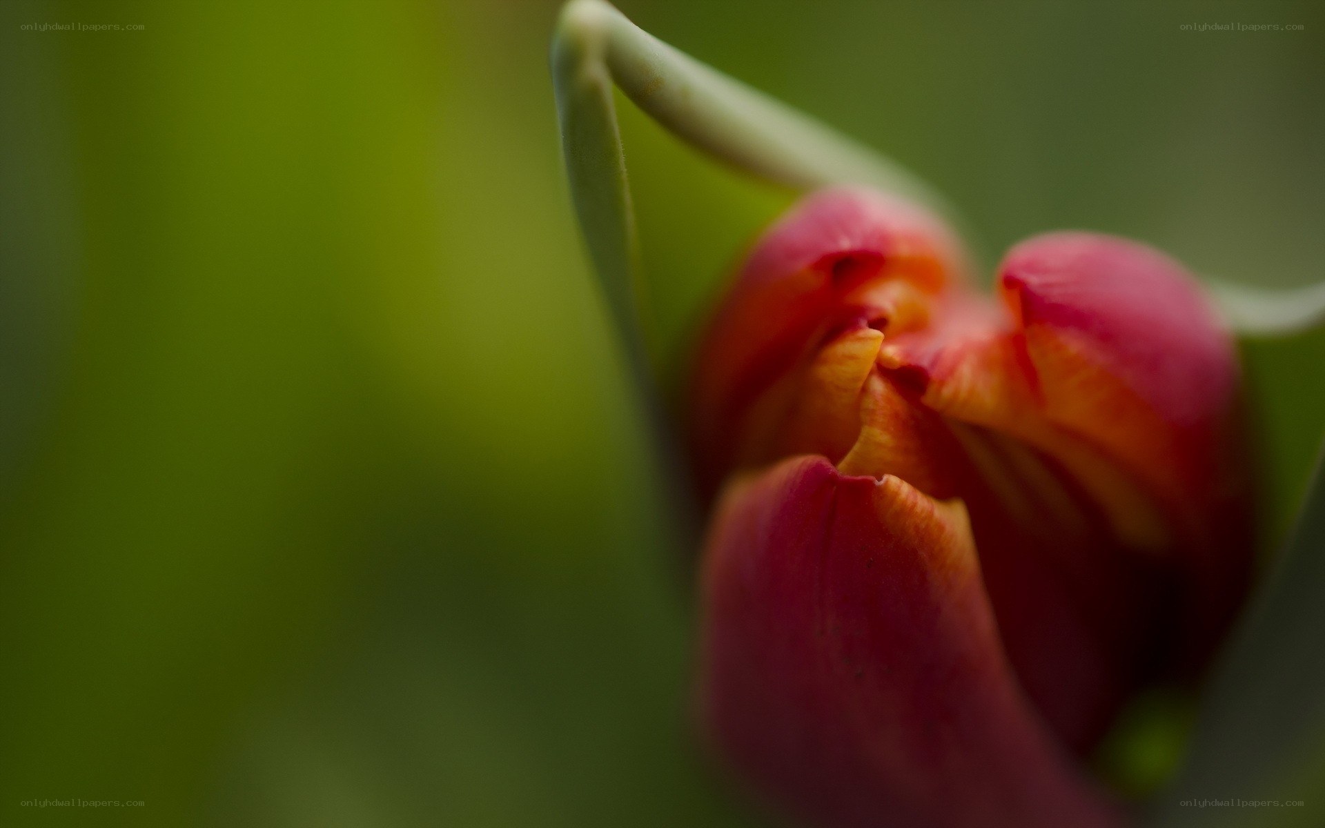 Close-up of a blooming tulip