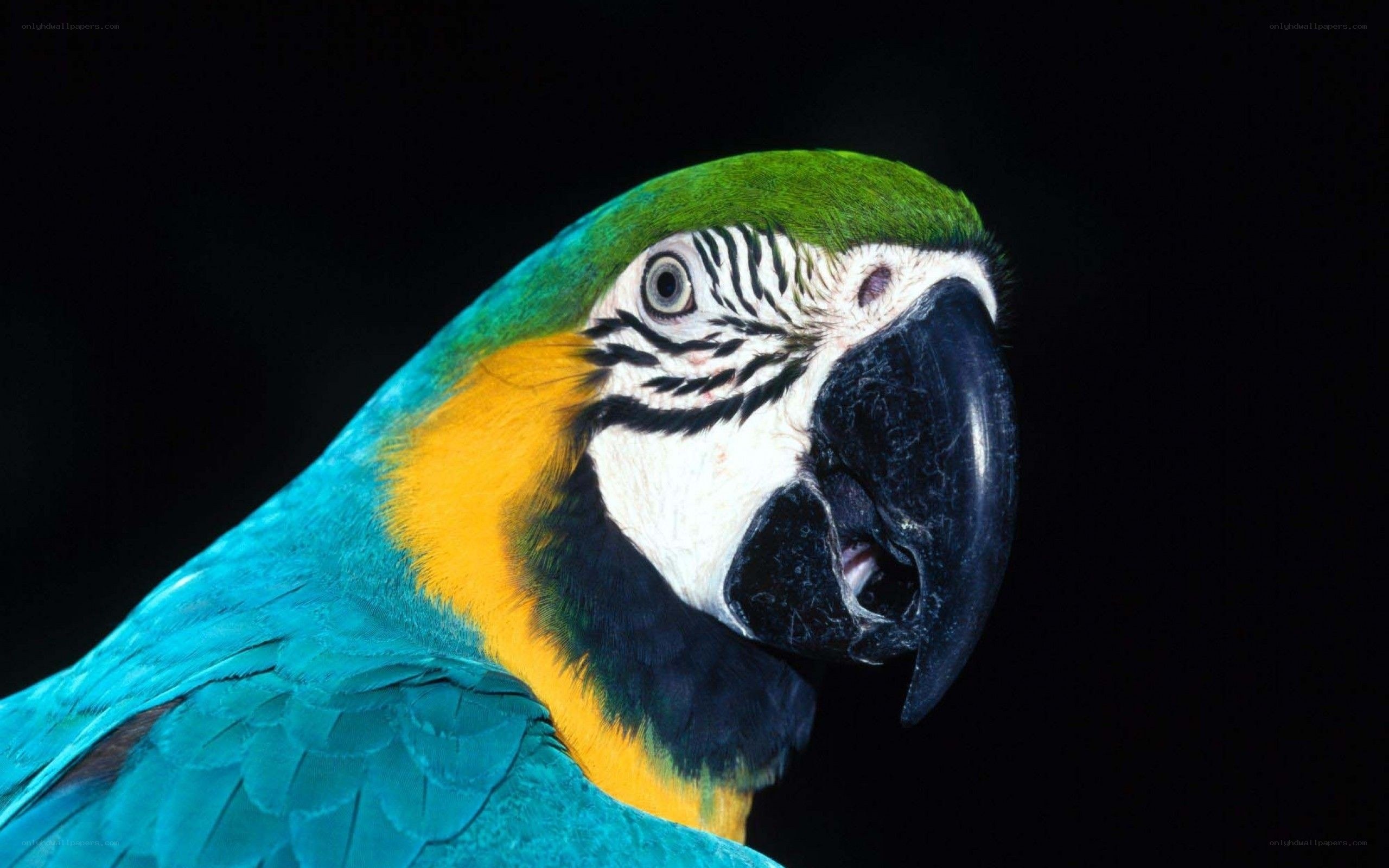 Close-up of a blue-and-yellow macaw
