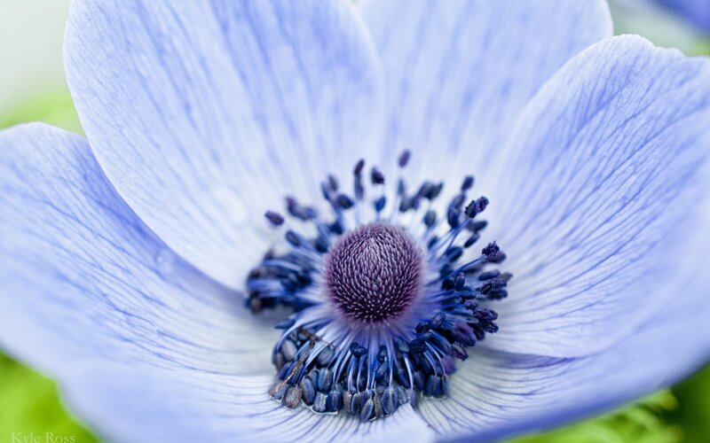 Close-up of a blue anemone flower