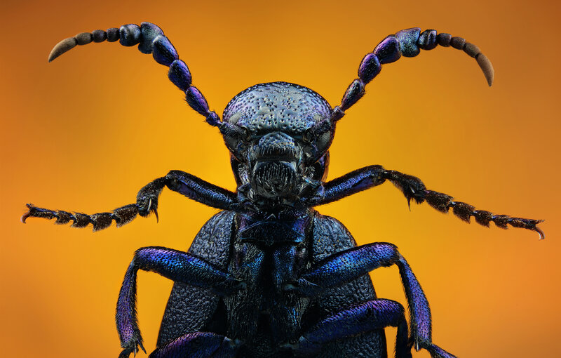 close-up of a blue beetle