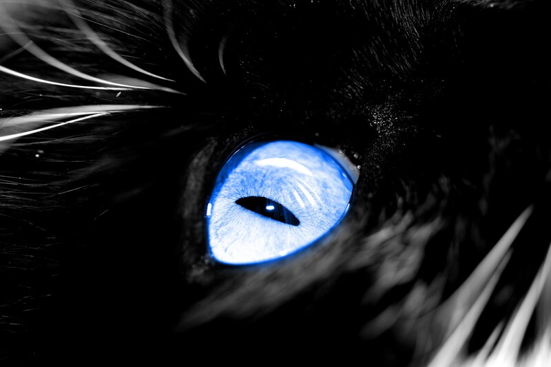 close-up of a blue cat eye
