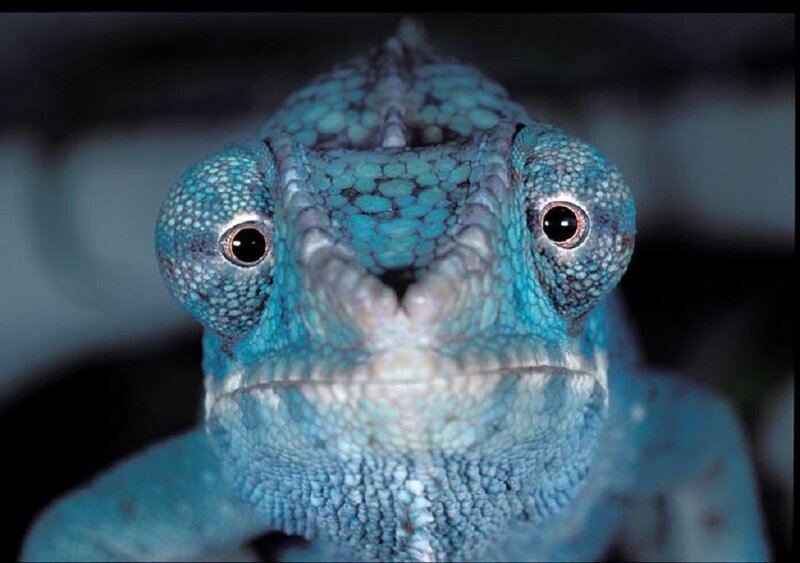 close-up of a blue chameleon