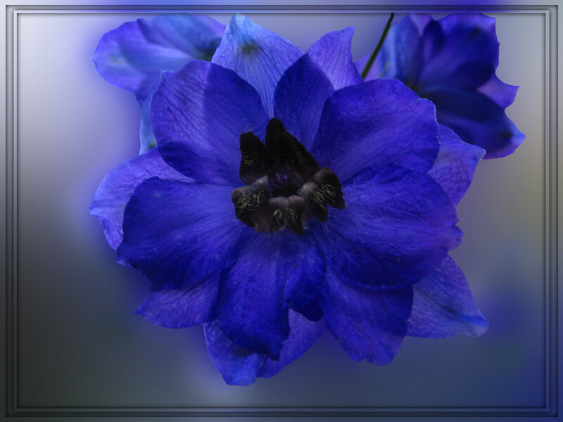 Close-up of a blue delphinium flower
