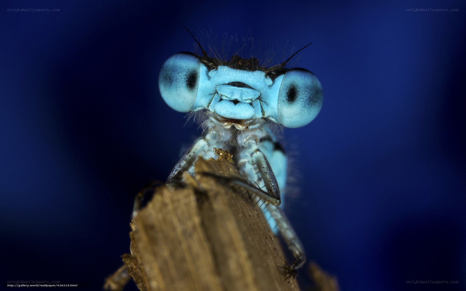 Close-up of a blue dragonfly