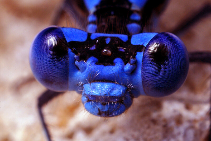 Close-up of a blue dragonfly