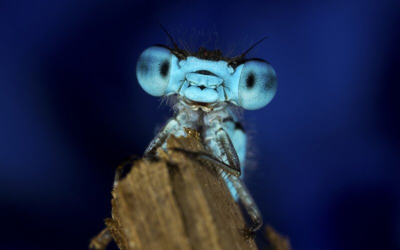 close-up of a blue dragonfly