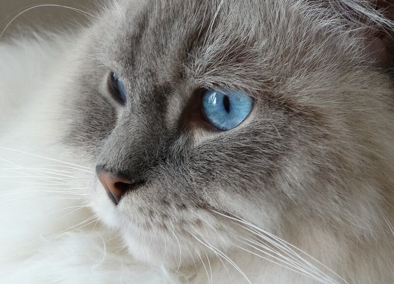 close-up of a blue-eyed cat
