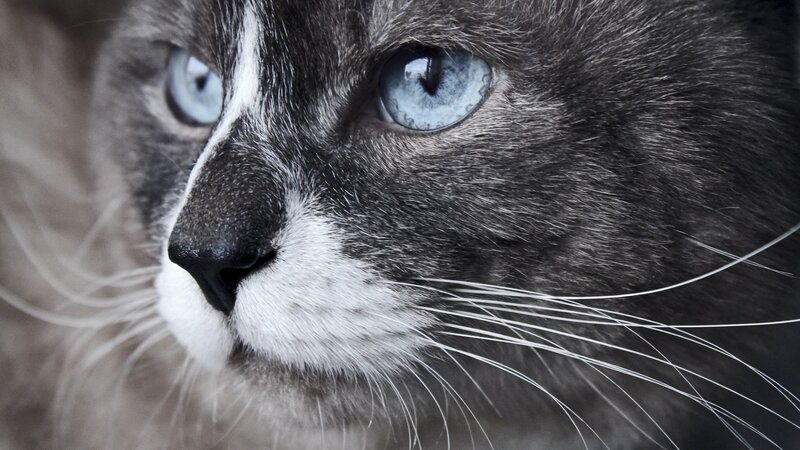 close-up of a blue-eyed cat