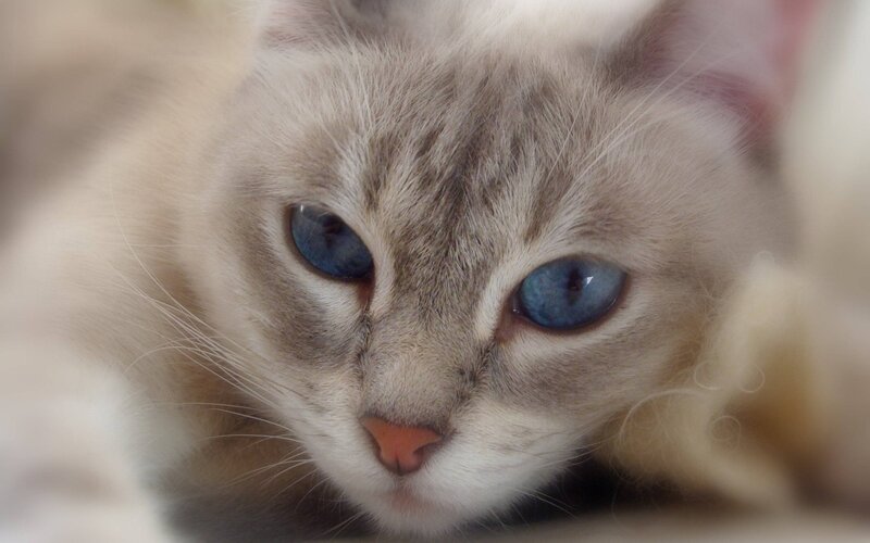 close-up of a blue-eyed cat