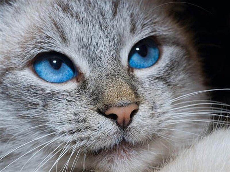 close-up of a blue-eyed cat