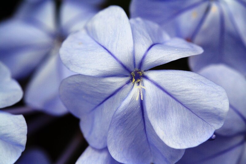 Close-up of a blue flower