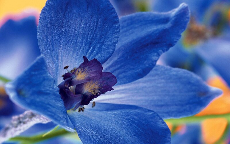 Close-up of a blue flower