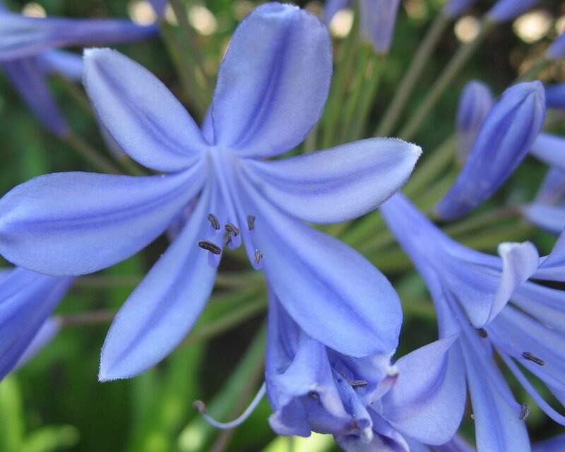 Close-up of a blue flower