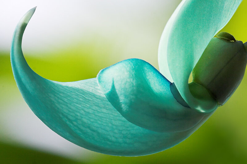 Close-up of a blue flower