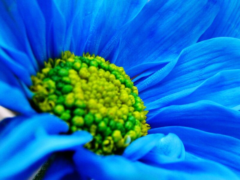 Close-up of a blue flower
