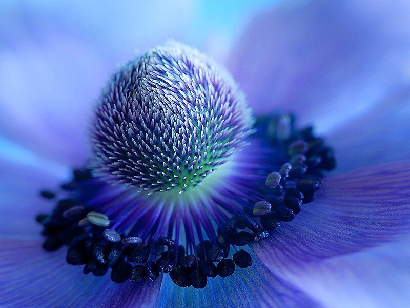 Close-up of a blue flower