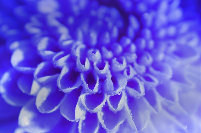 Close-up of a blue flower