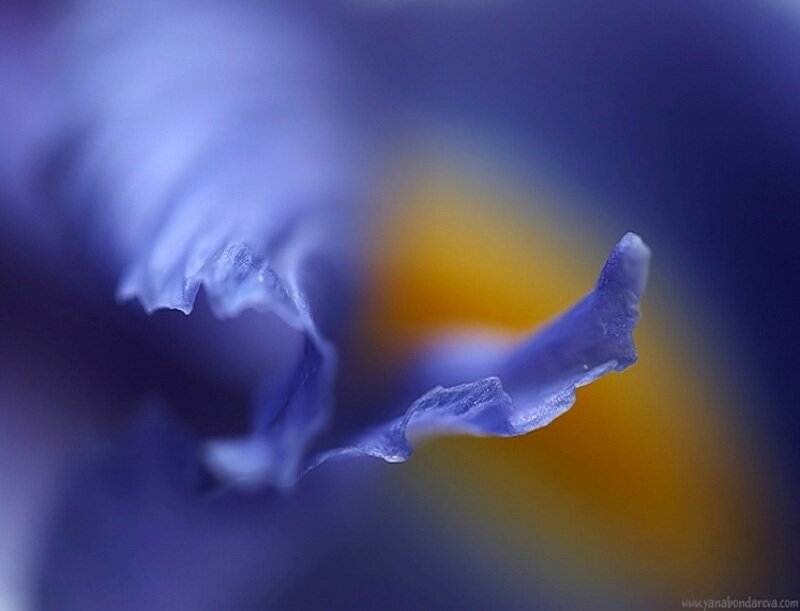 Close-up of a blue flower