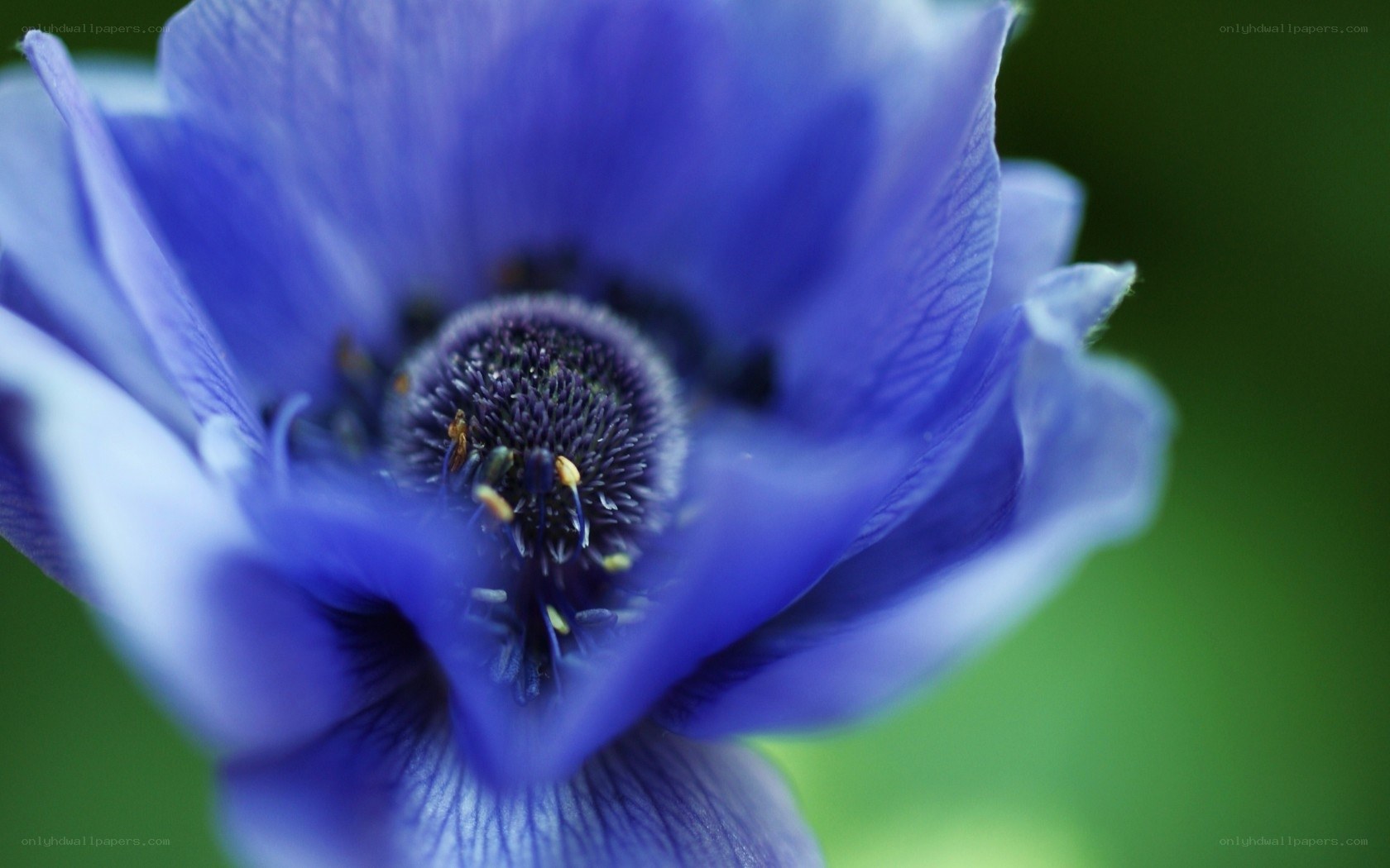 Close-up of a blue flower