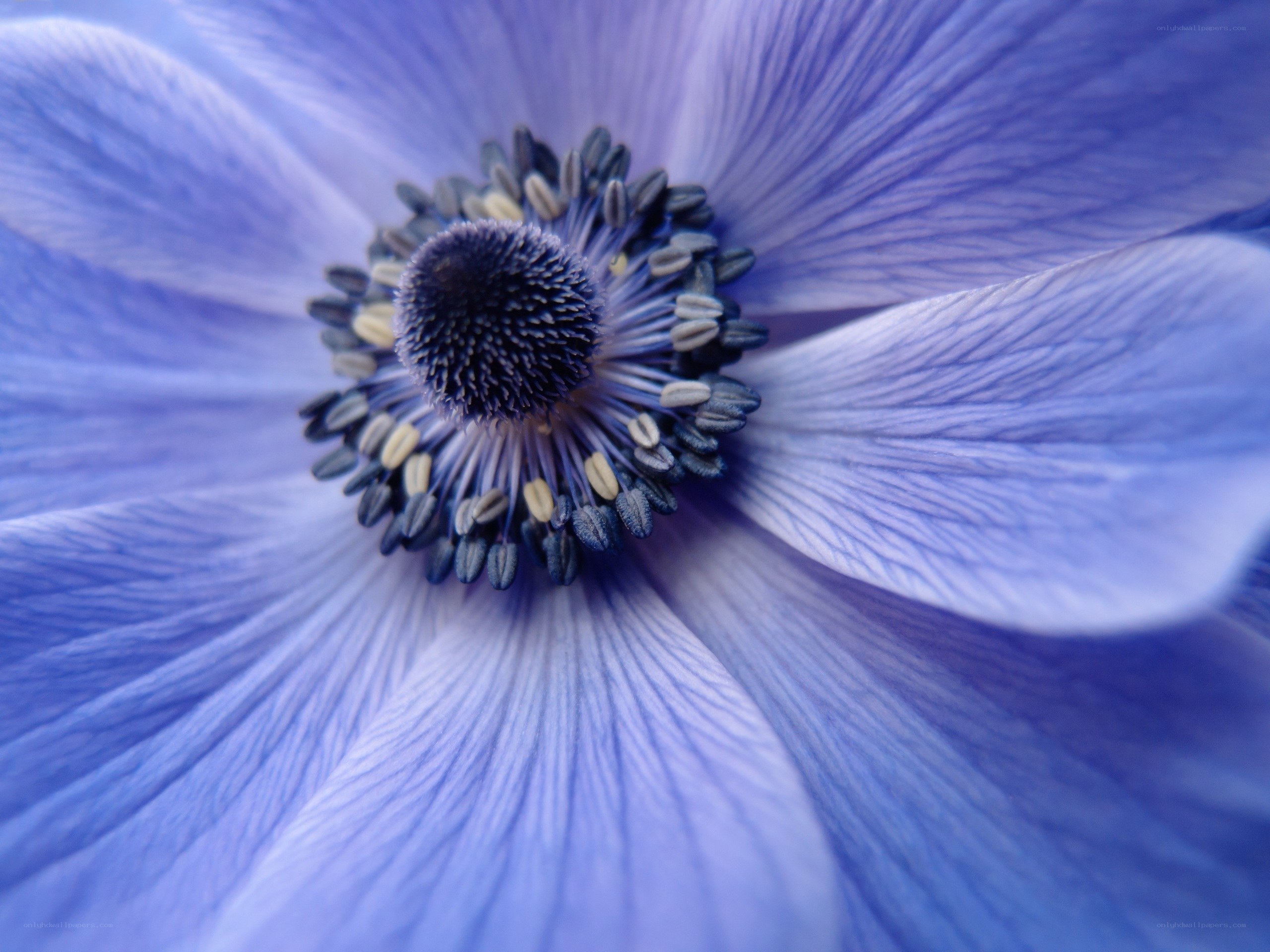 Close-up of a blue flower