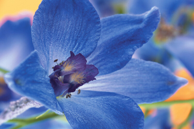 Close-up of a blue flower