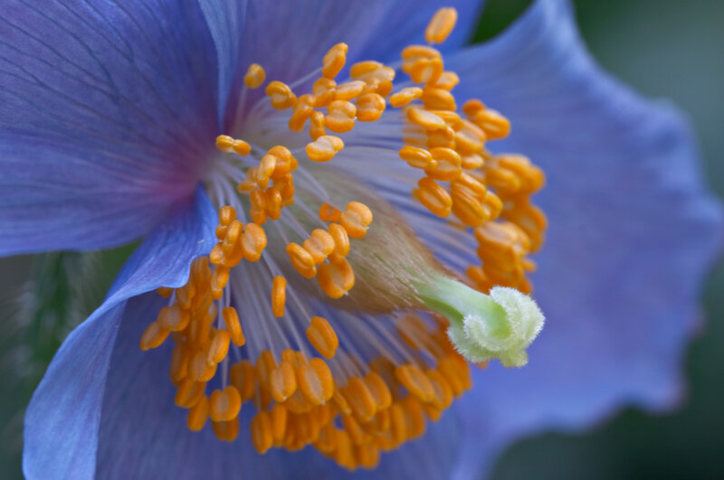 Close-up of a blue flower