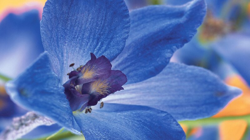 Close-up of a blue flower