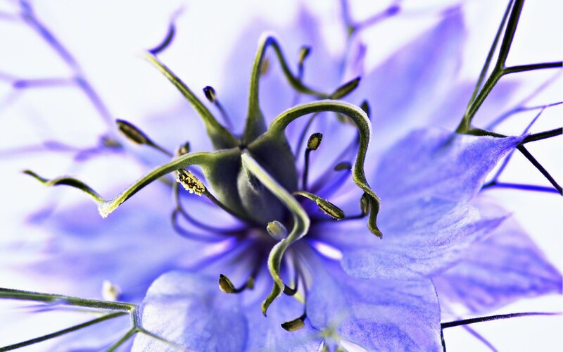Close-up of a Blue Flower — Calm, Photograph