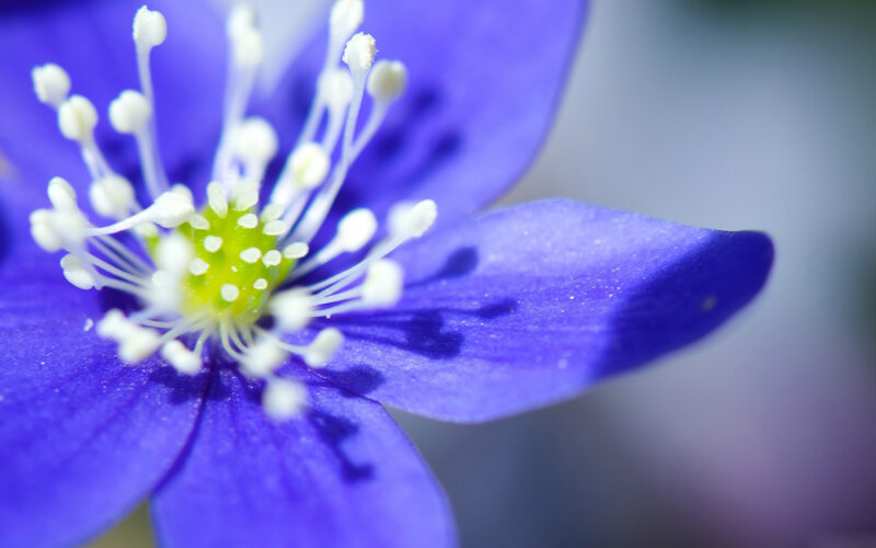 Close-up of a Blue Flower — Calm