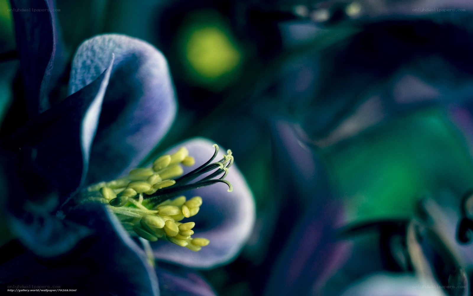 Close-up of a blue flower