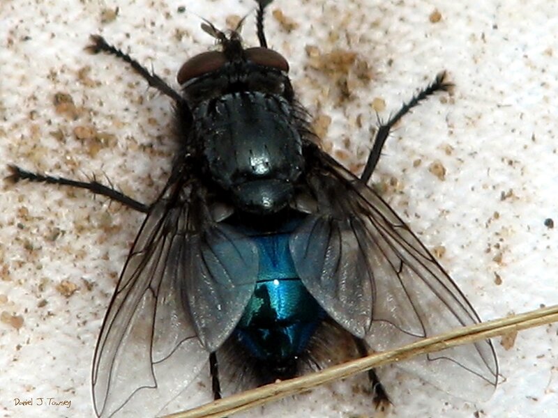 close-up of a blue fly