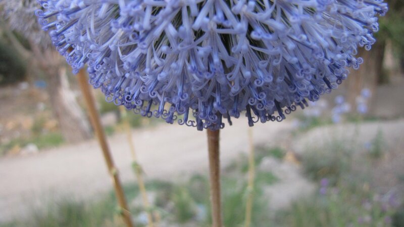close-up of a blue globe thistle