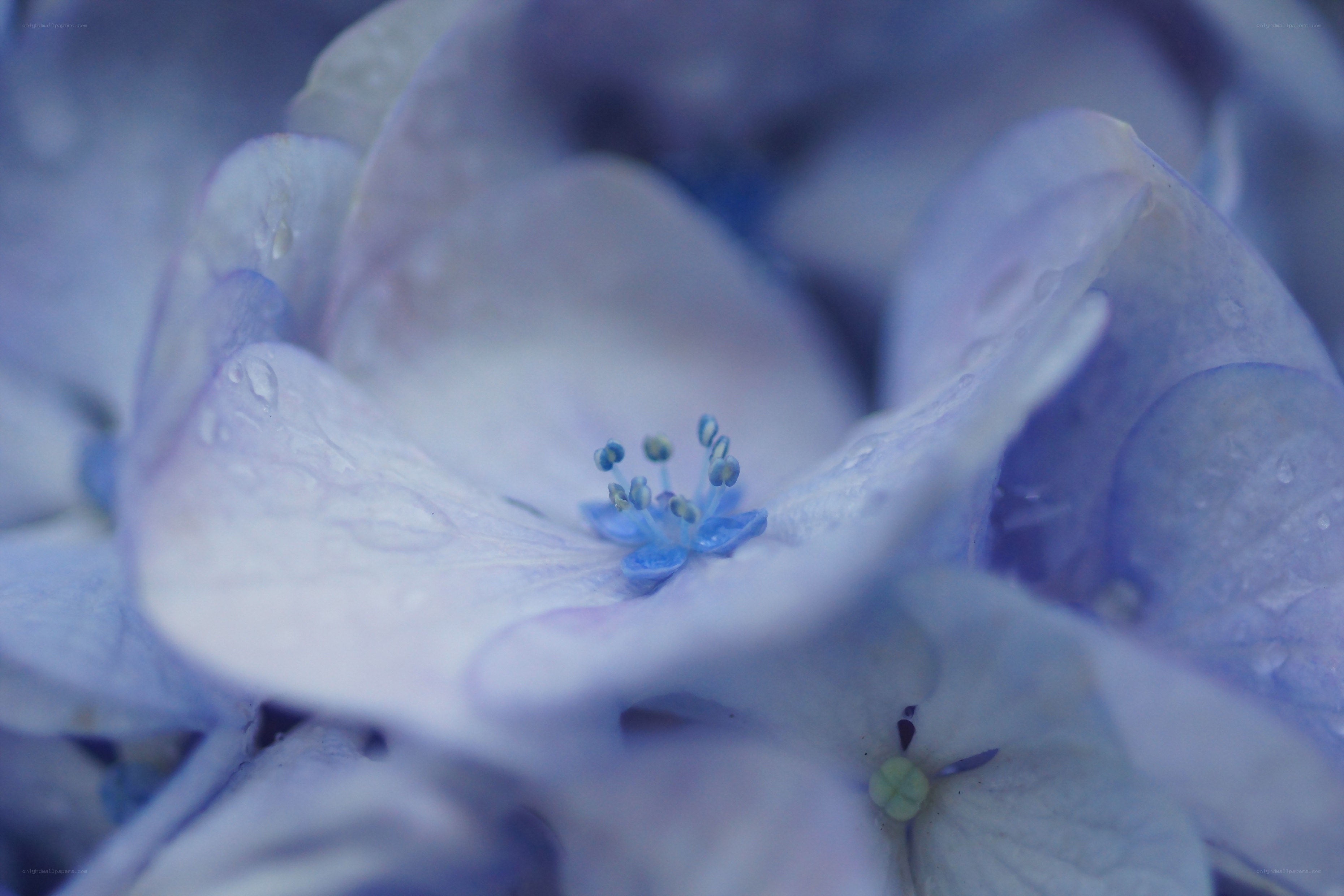 Close-up of a blue hydrangea