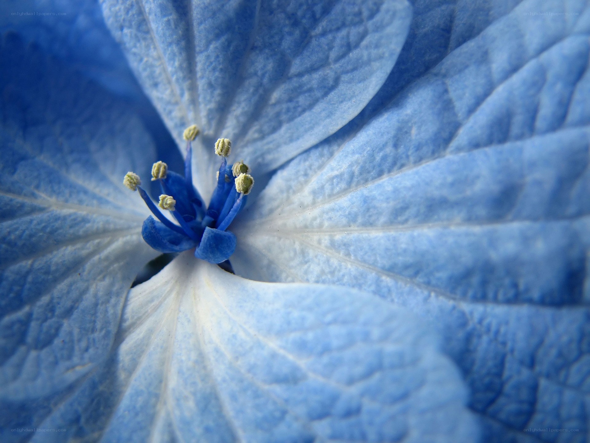 Close-up of a blue hydrangea