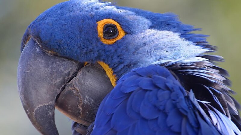 close-up of a blue macaw