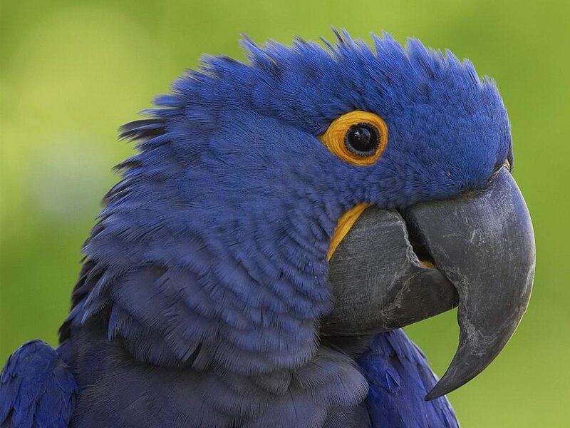 Close-up of a blue macaw