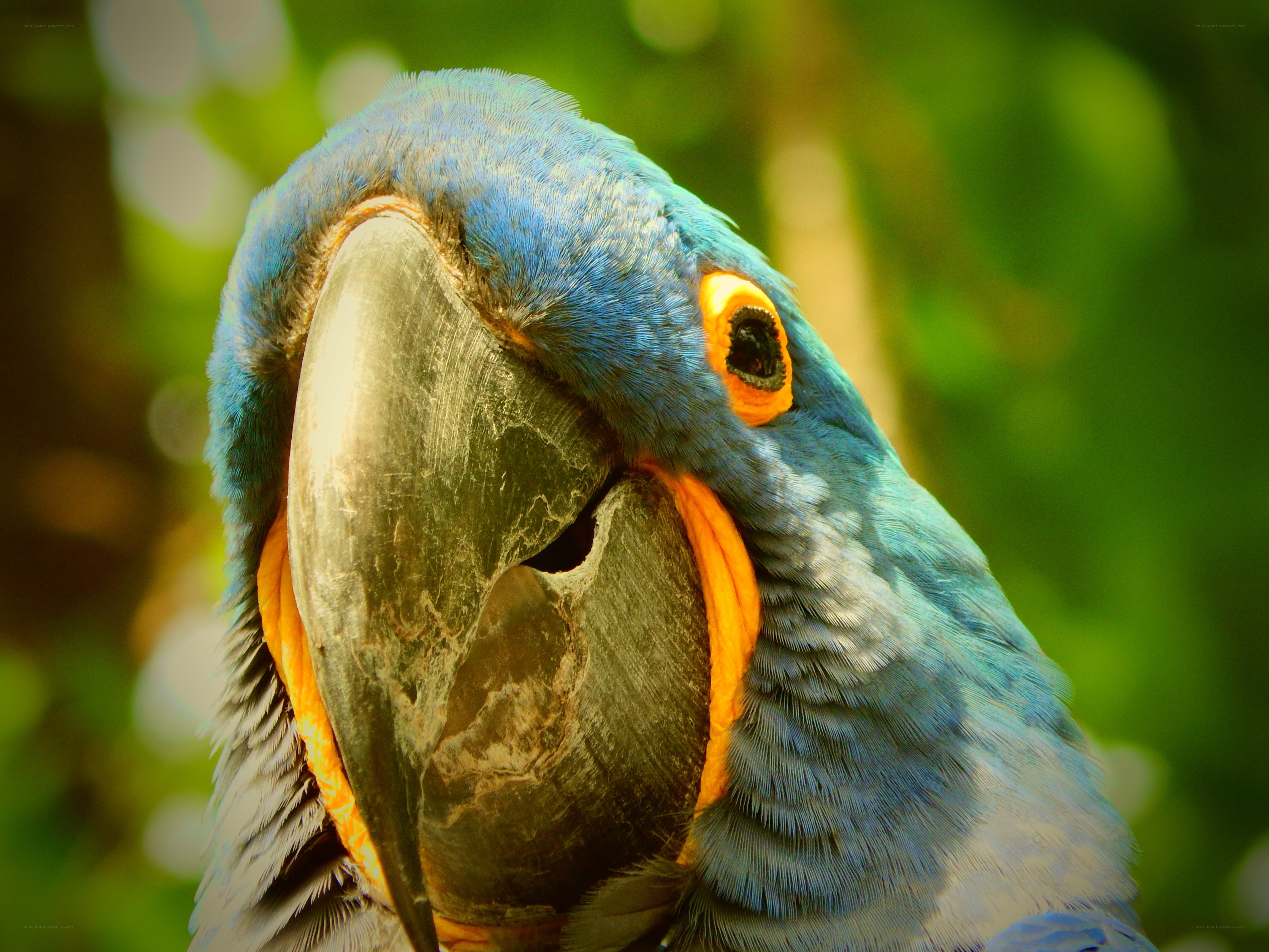 Close-up of a blue macaw