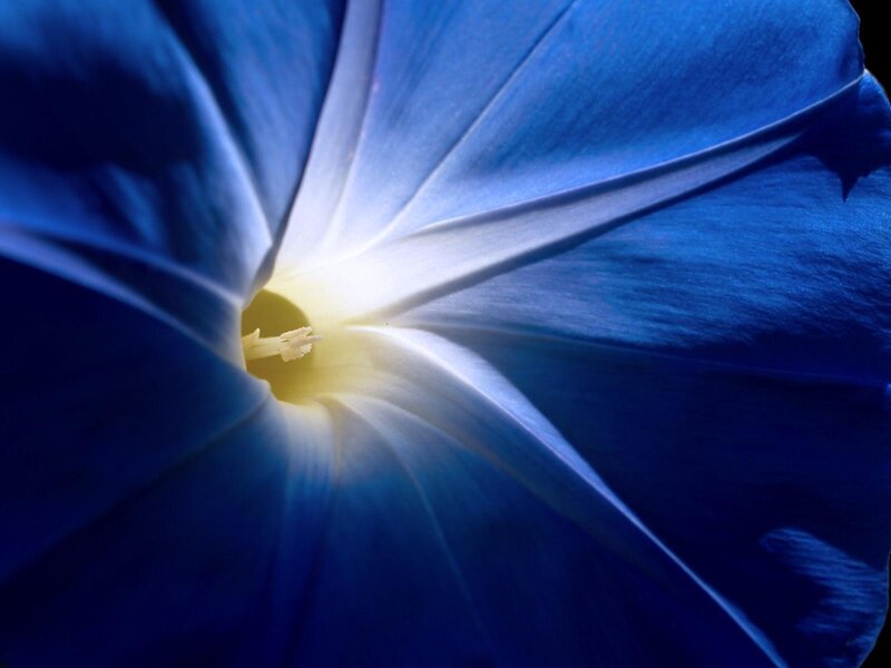 Close-up of a blue morning glory