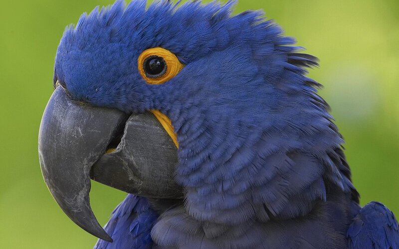 Close-up of a blue parrot