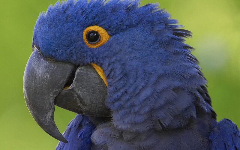 Close-up of a blue parrot