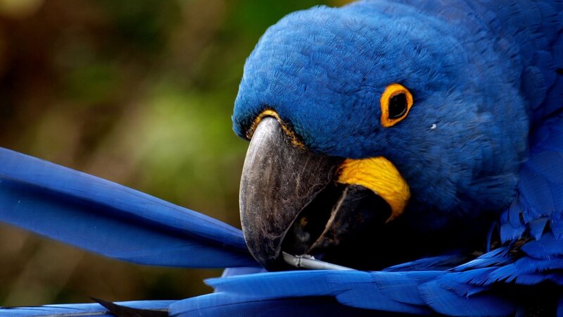 Close-up of a blue parrot