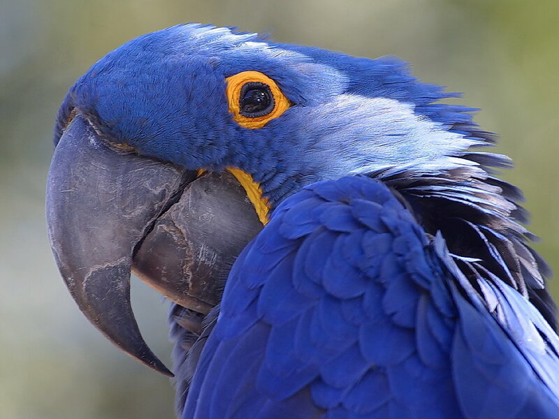 Close-up of a blue parrot