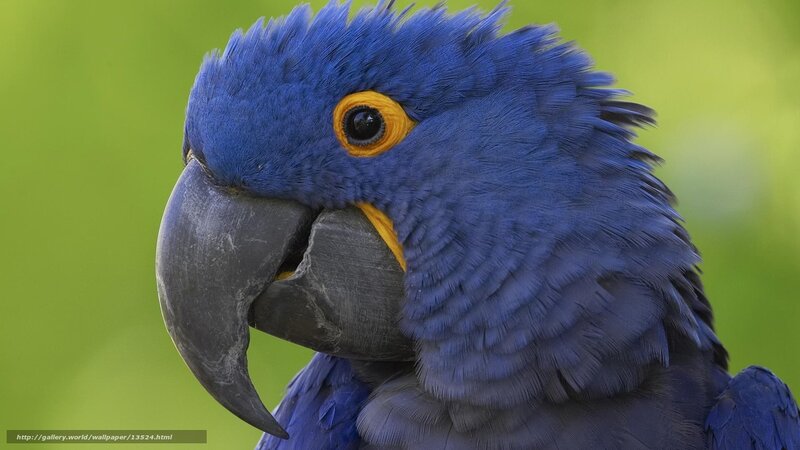 Close-up of a blue parrot
