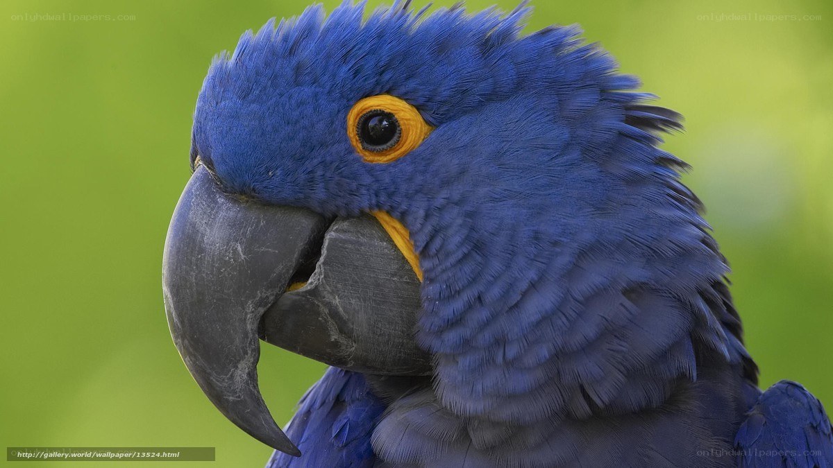 Close-up of a blue parrot