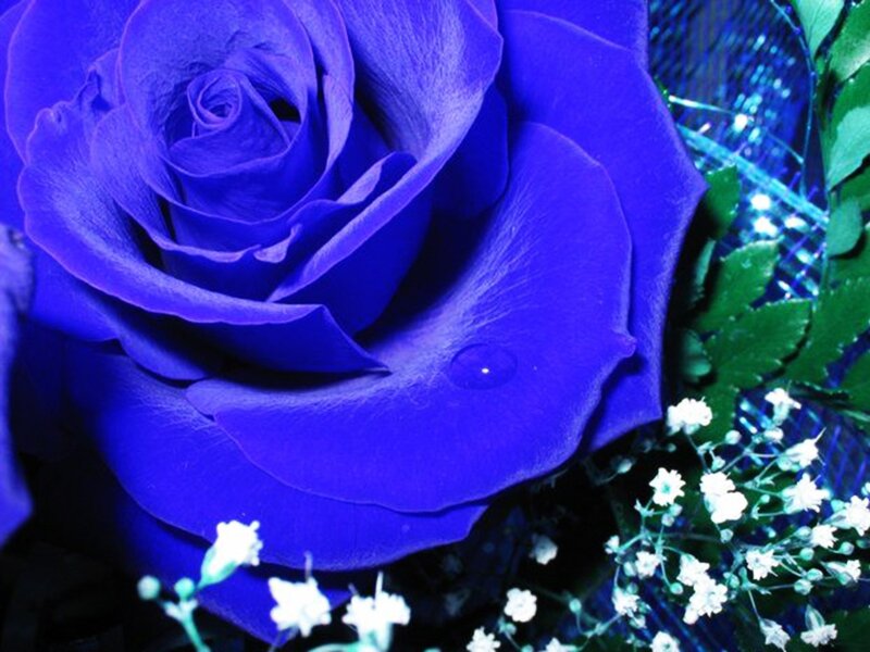 Close-up of a blue rose