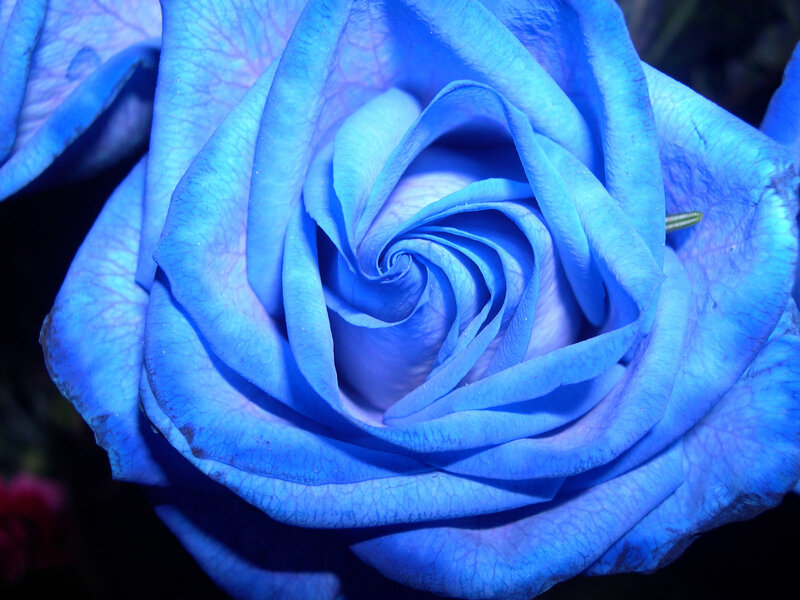 Close-up of a blue rose