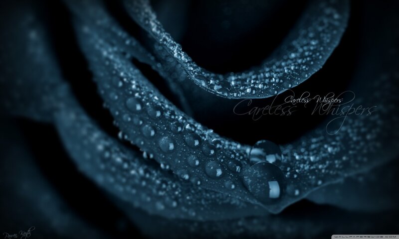 Close-up of a Blue Rose — Dramatic, Photograph