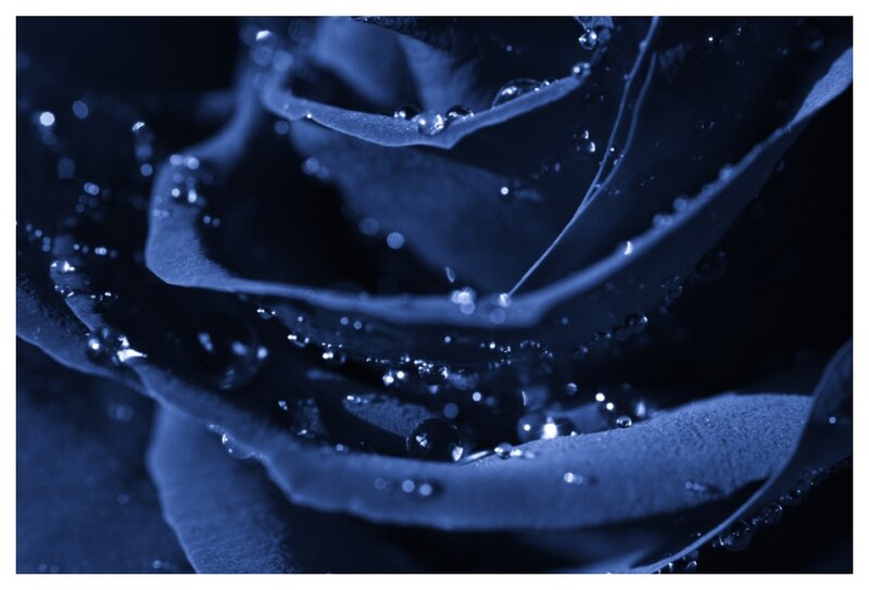 Close-up of a Blue Rose — Dramatic