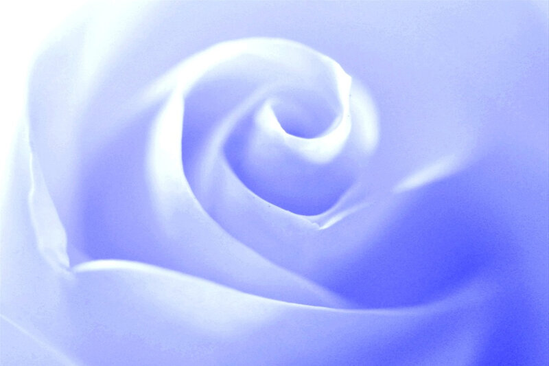 Close-up of a Blue Rose — Serene, Photograph